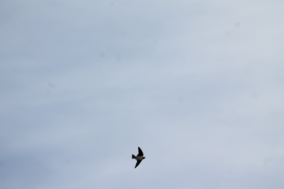 Cliff Swallow - ML654918801