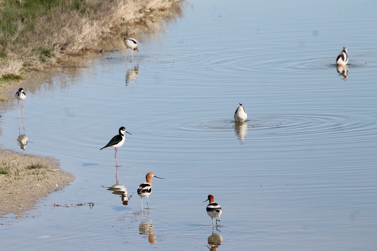American Avocet - ML654918867