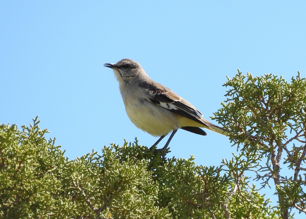 Sinsonte Norteño - ML654919476