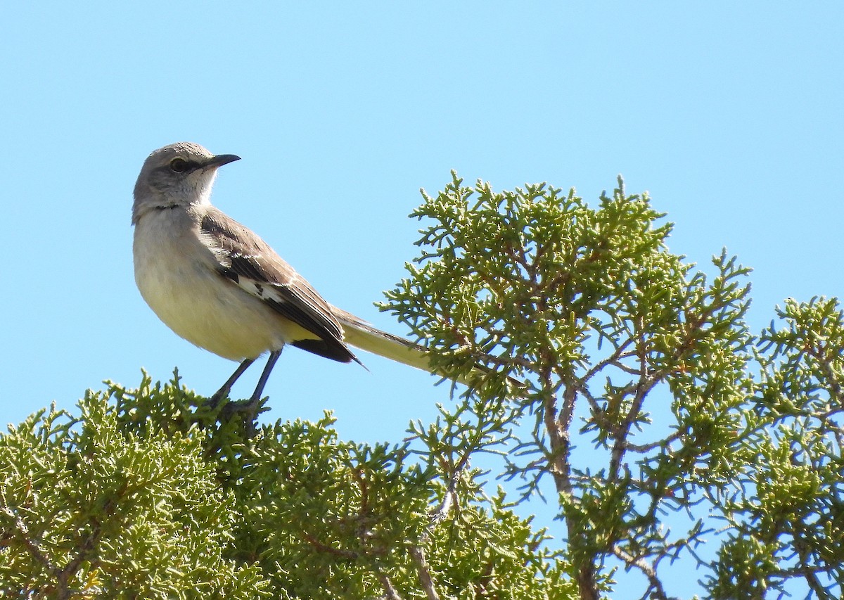 Sinsonte Norteño - ML654919477