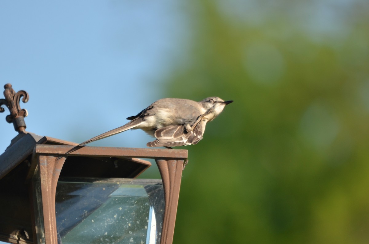 Sinsonte Norteño - ML654919588