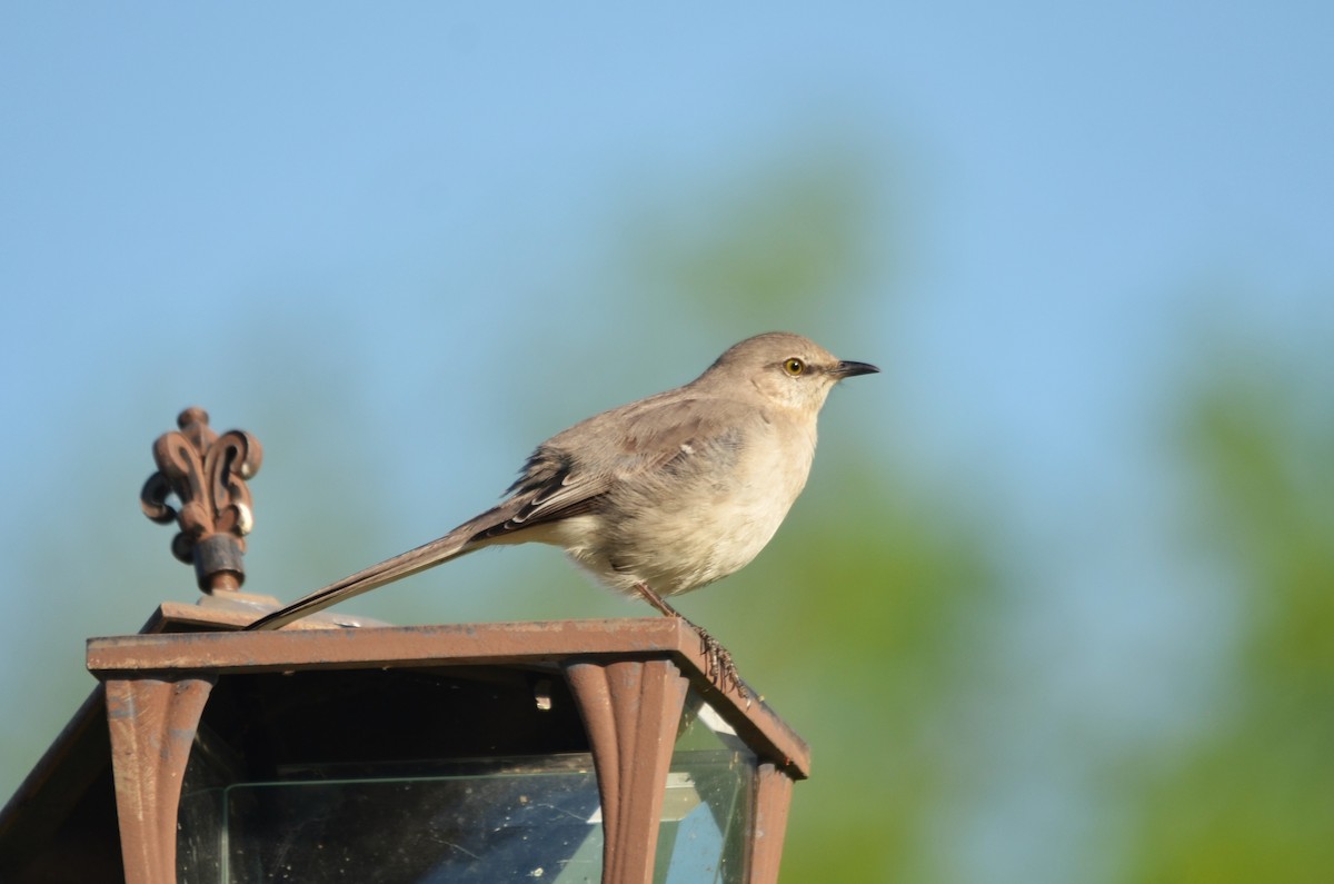 Sinsonte Norteño - ML654919591