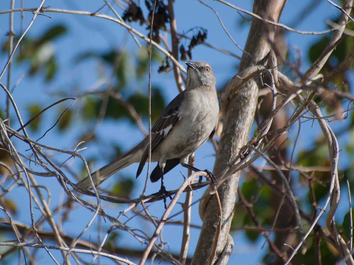 Sinsonte Norteño - ML654919673