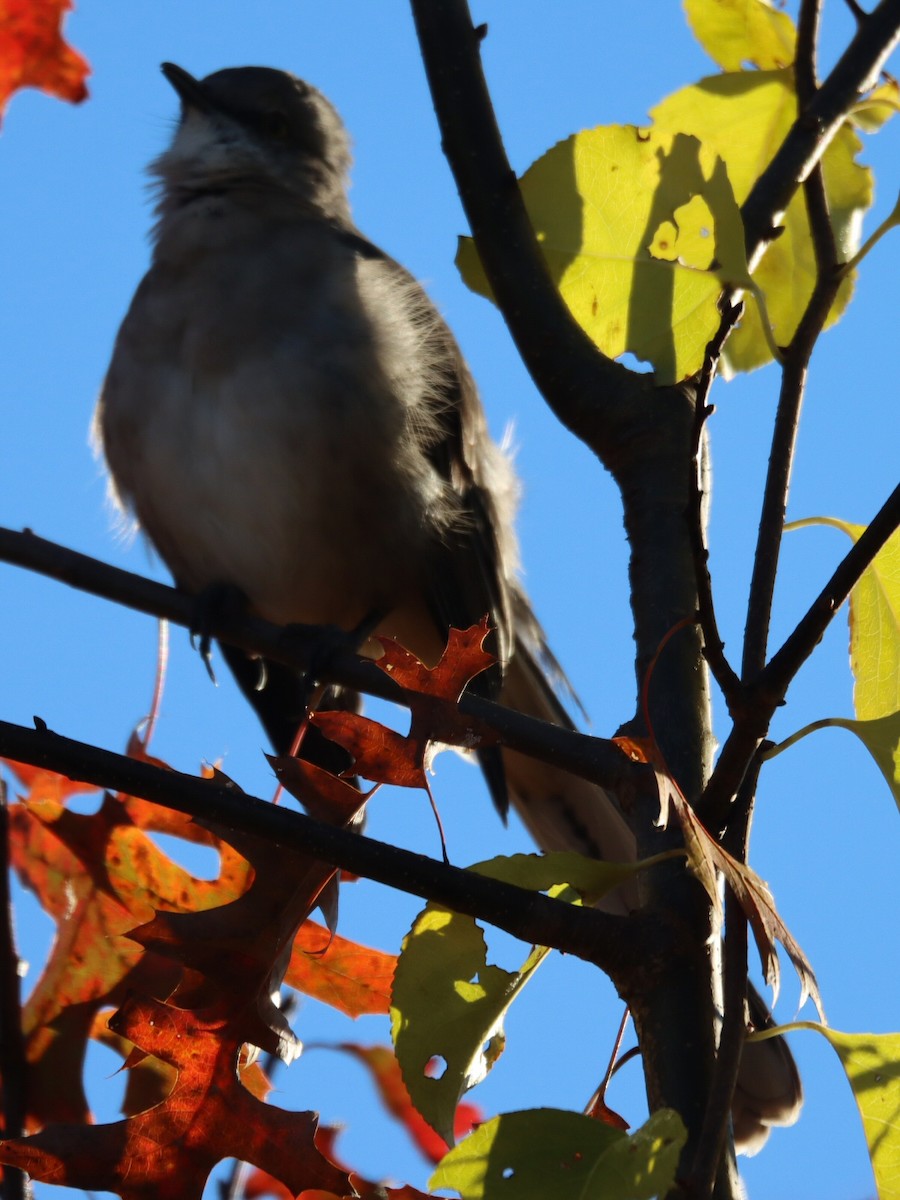 Sinsonte Norteño - ML654919714