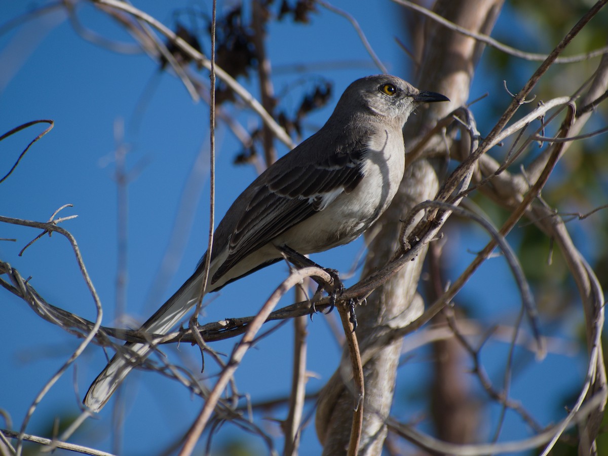 Sinsonte Norteño - ML654919749