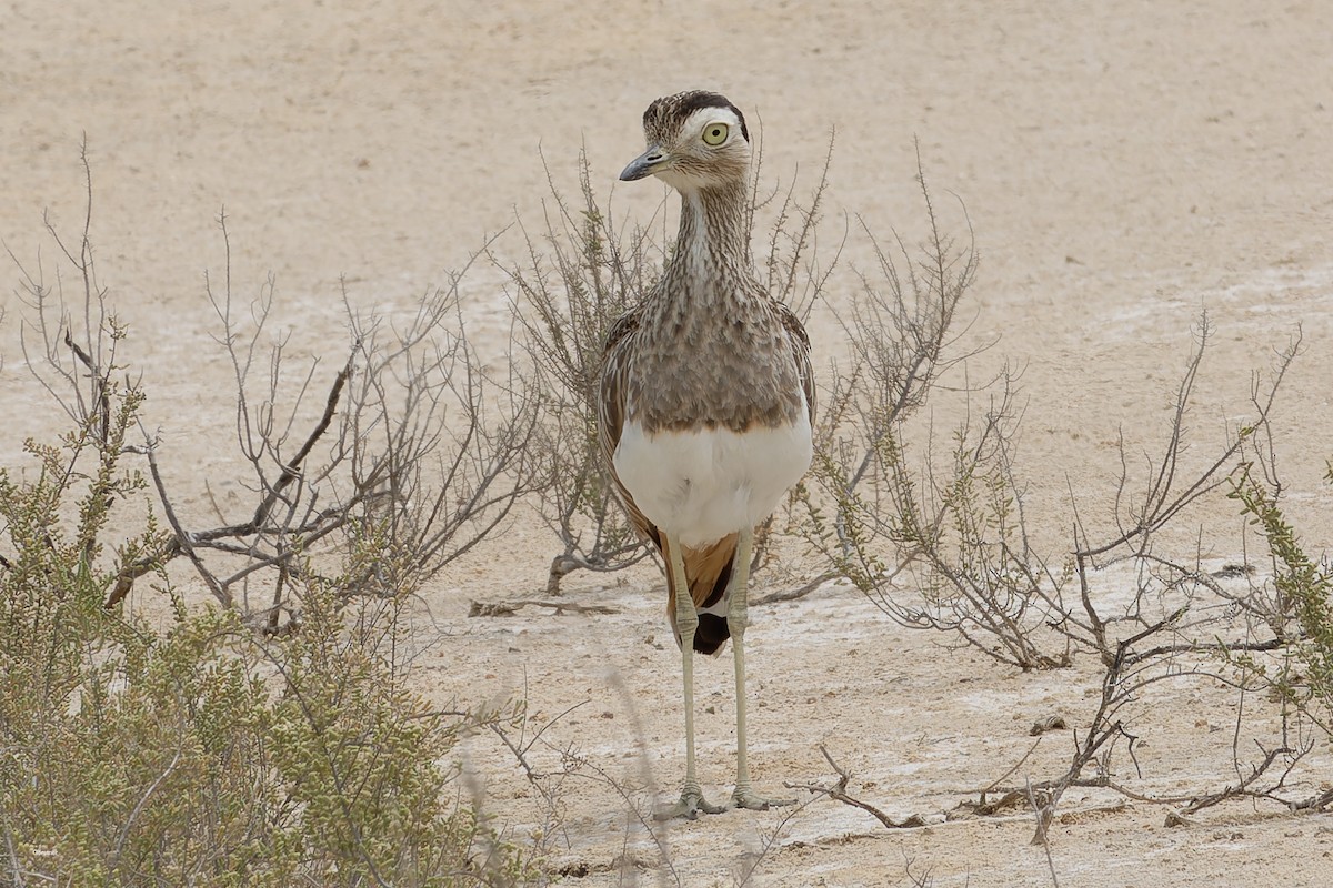 Kaşlı Kocagöz - ML654919772
