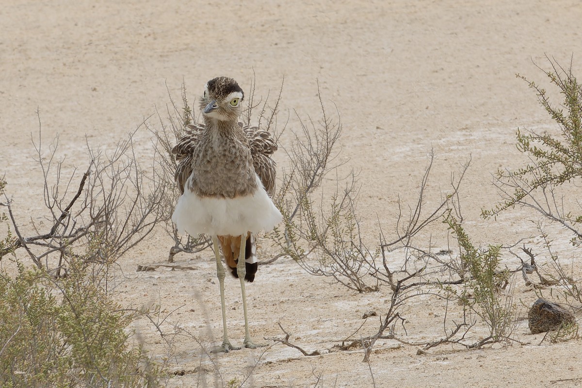 Kaşlı Kocagöz - ML654919920