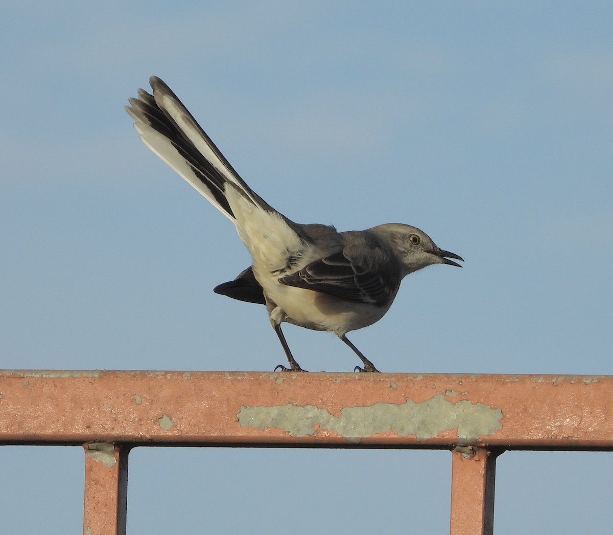 Sinsonte Norteño - ML654920017