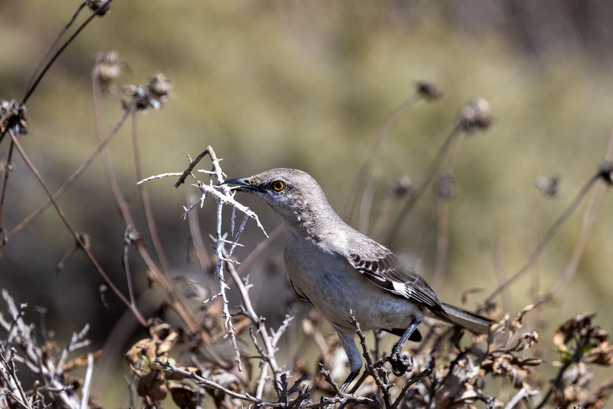Sinsonte Norteño - ML654920112