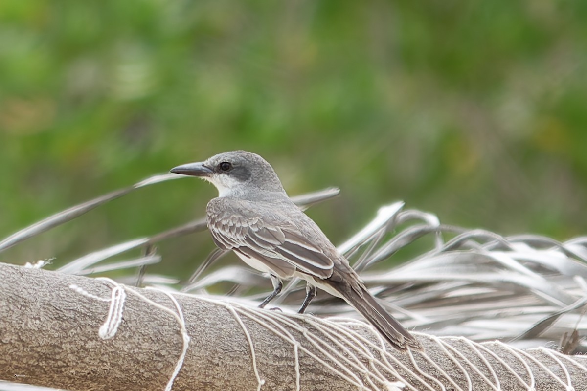 Karayip Tiranı - ML654920257