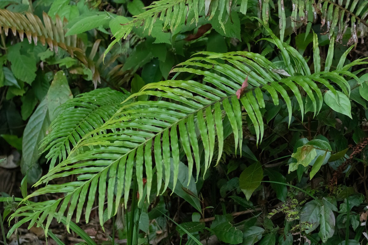 null - ML654920291