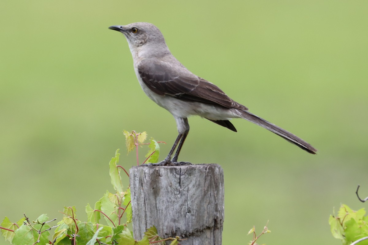 Sinsonte Norteño - ML654920348