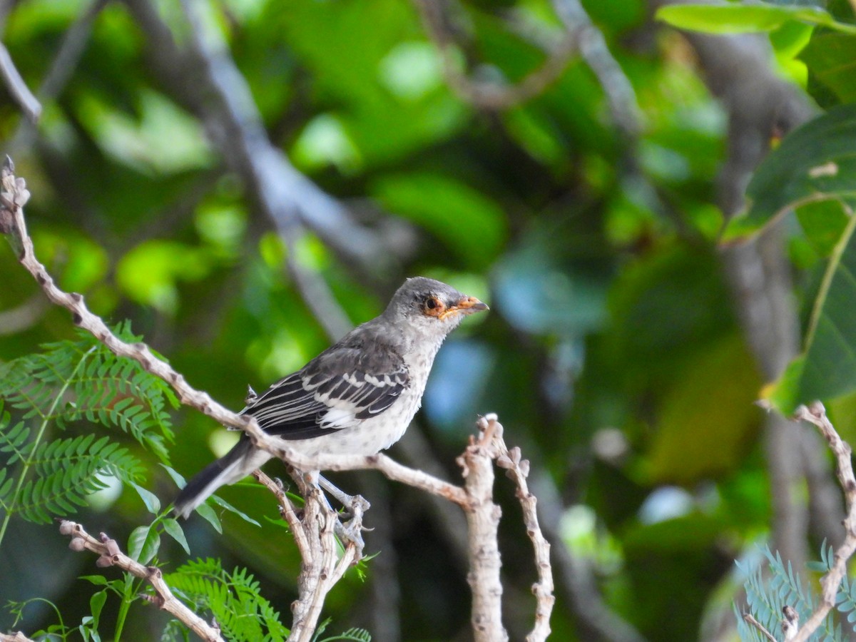 Sinsonte Norteño - ML654920416