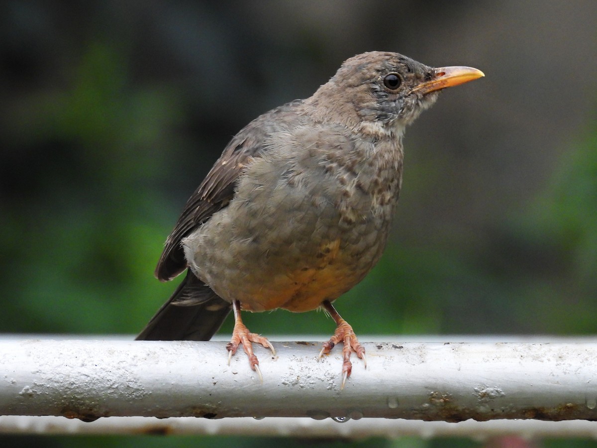 Karoo Thrush - ML654920435