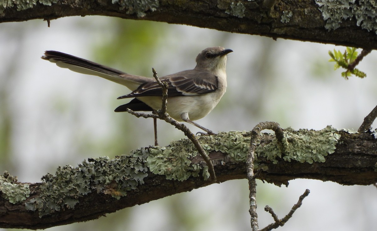 Sinsonte Norteño - ML654920614