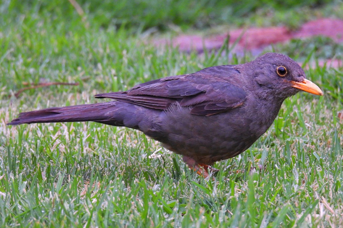 Karoo Thrush - ML654920788