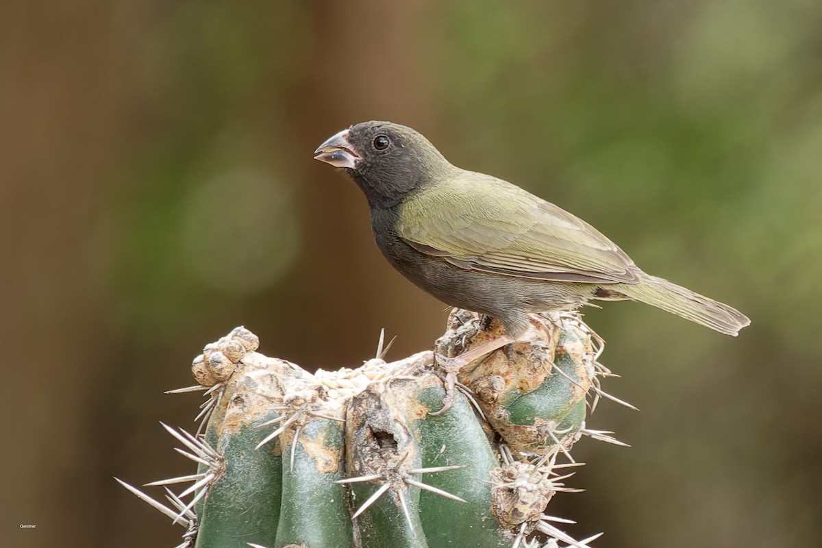 Kara Yüzlü Tohumcul - ML654921603