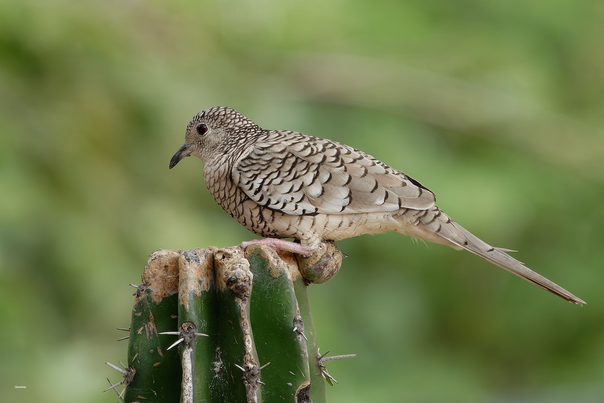 Pullu Serçe Kumrusu - ML654921686