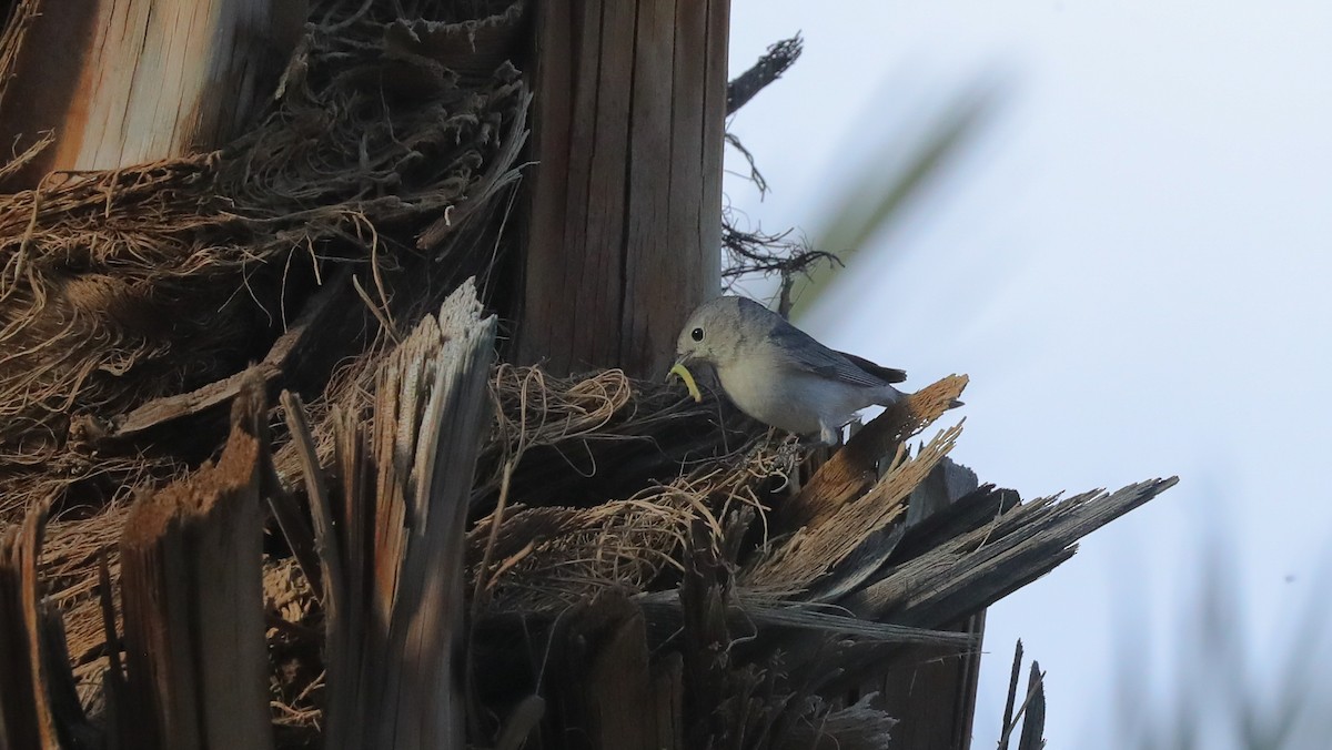 Lucy's Warbler - ML654922349