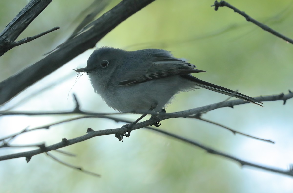 Blue-gray Gnatcatcher - ML654922406