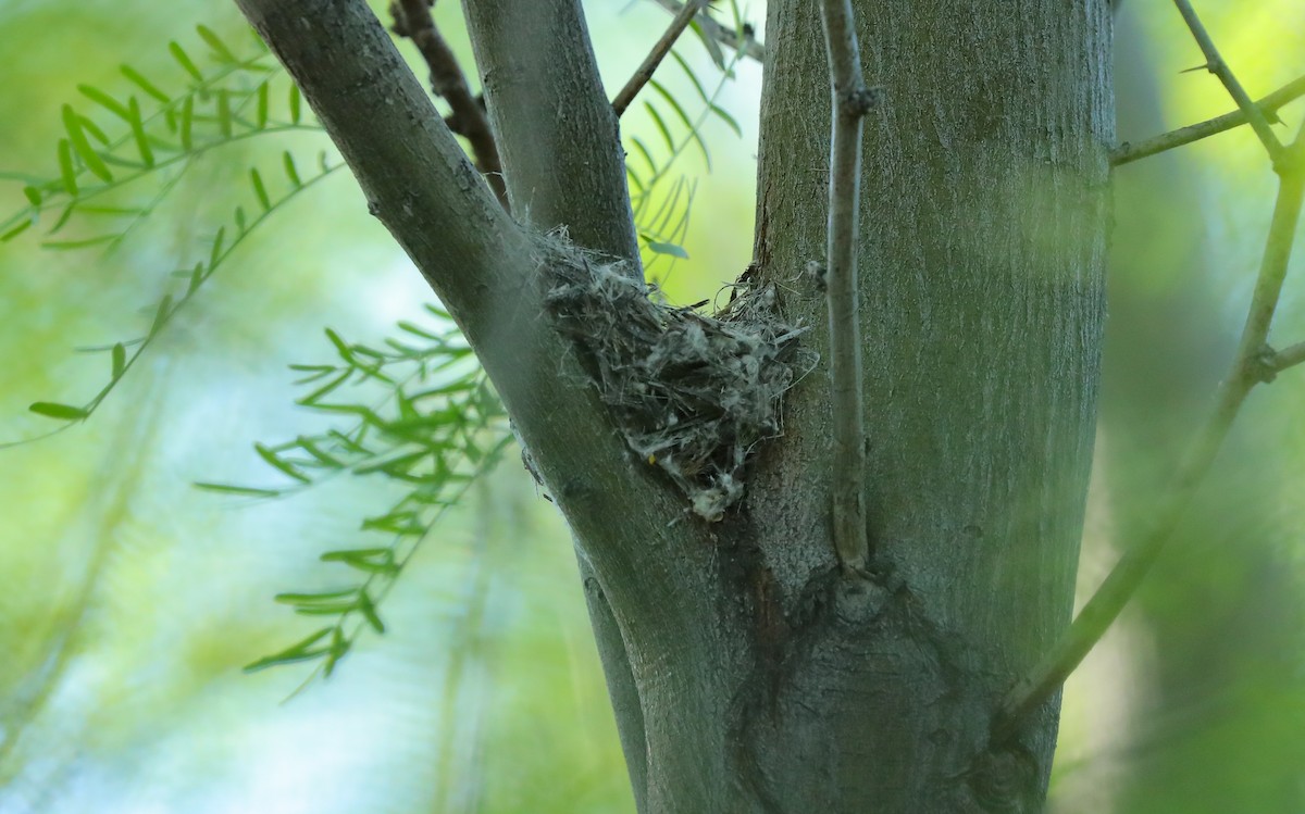 Blue-gray Gnatcatcher - ML654922407