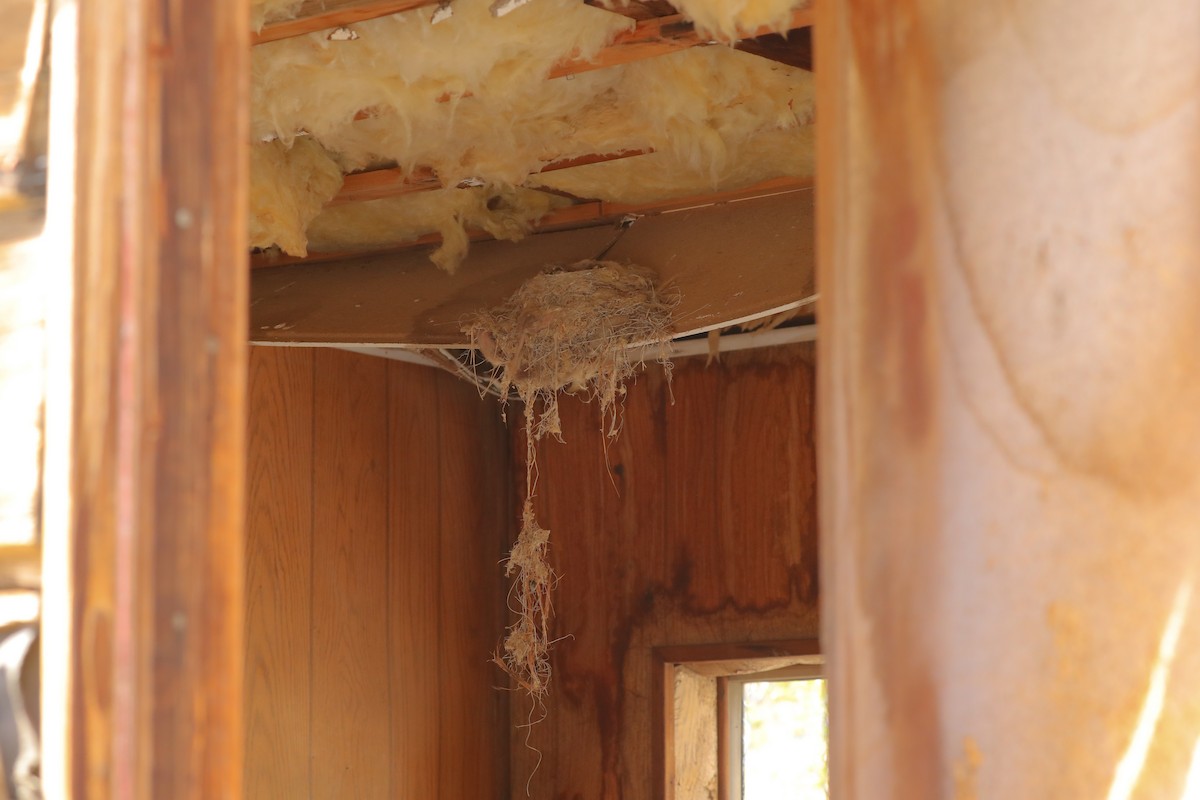 Say's Phoebe - ML654922463