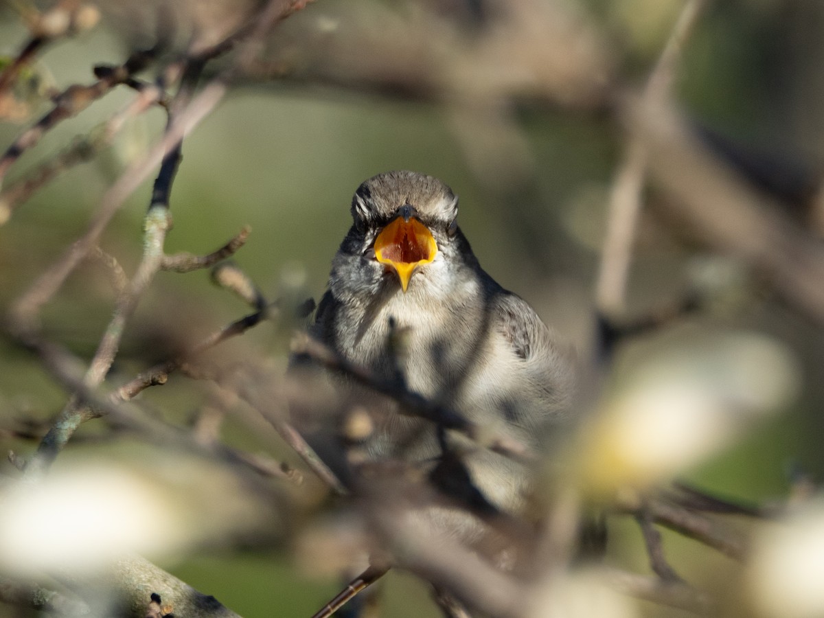 Sinsonte Norteño - ML654922561