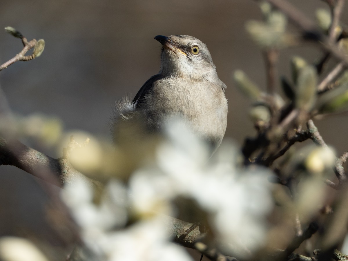 Sinsonte Norteño - ML654922562