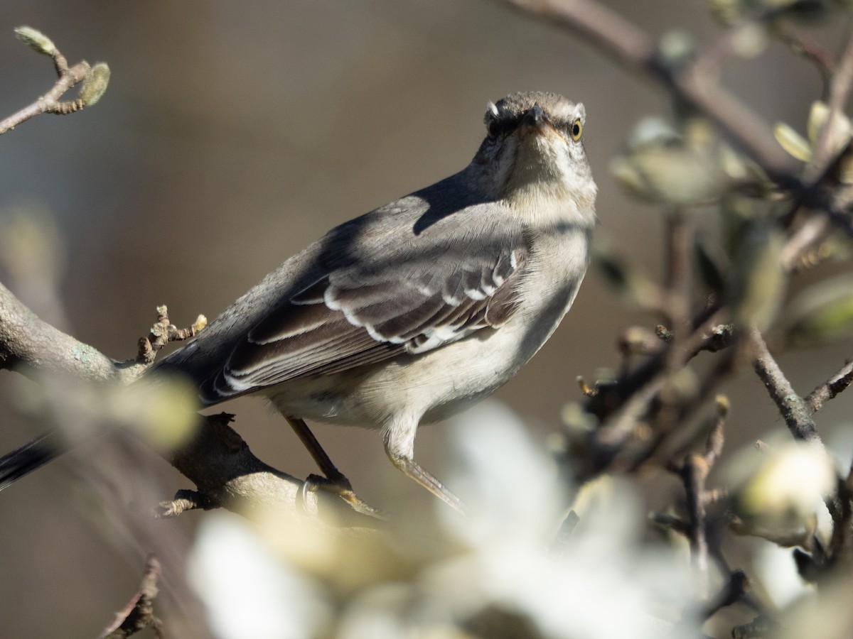 Sinsonte Norteño - ML654922563
