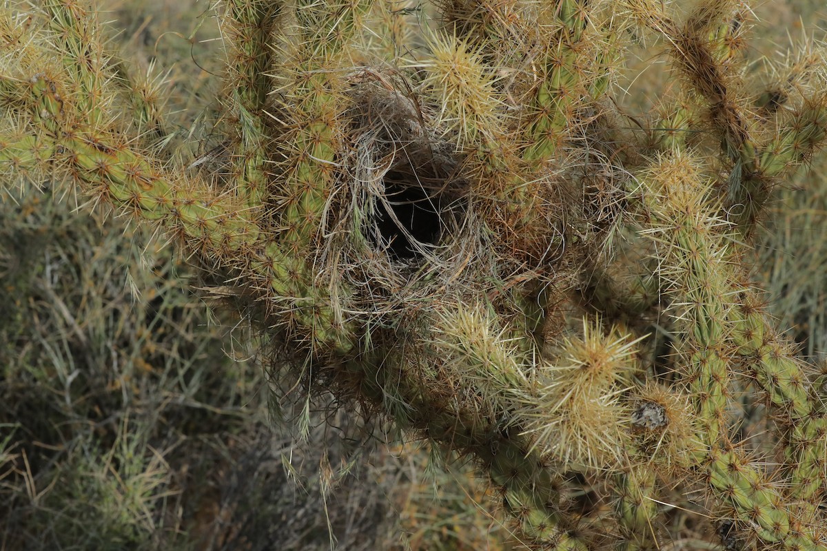 Cactus Wren - ML654922702