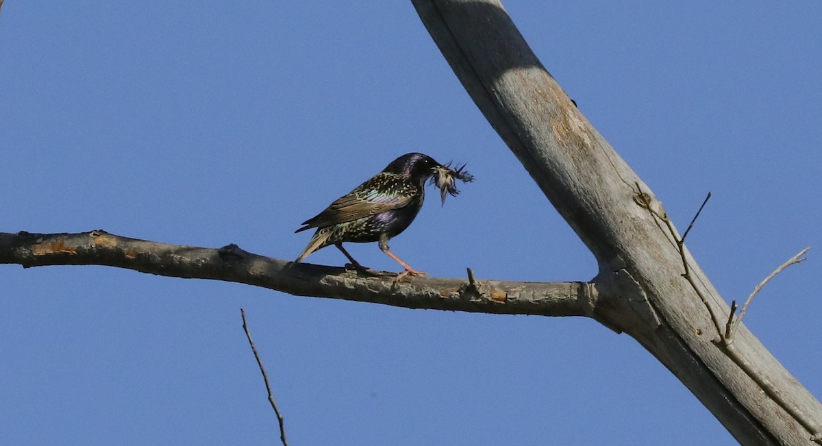 Arabazozo pikarta - ML654922771
