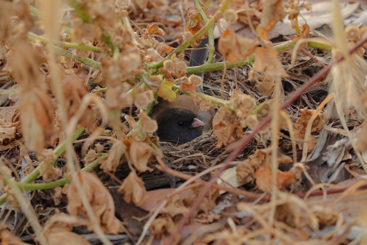 Dark-eyed Junco (Oregon) - ML654922793