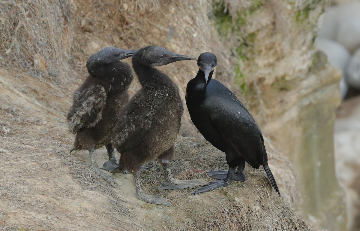 Brandt's Cormorant - ML654922844