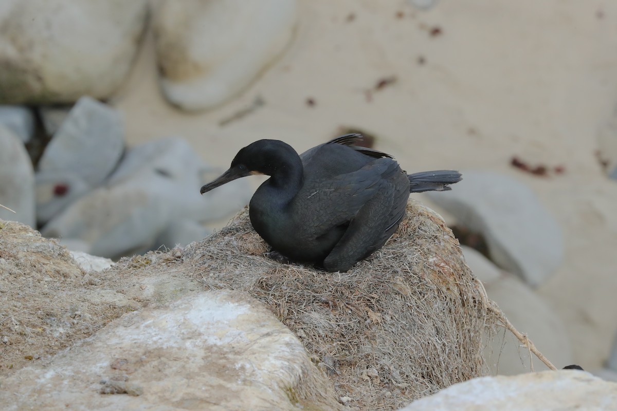 Brandt's Cormorant - ML654922845