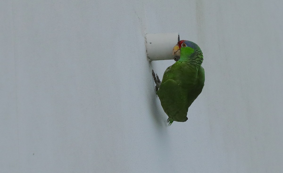 Red-crowned x Lilac-crowned Amazon (hybrid) - ML654922955