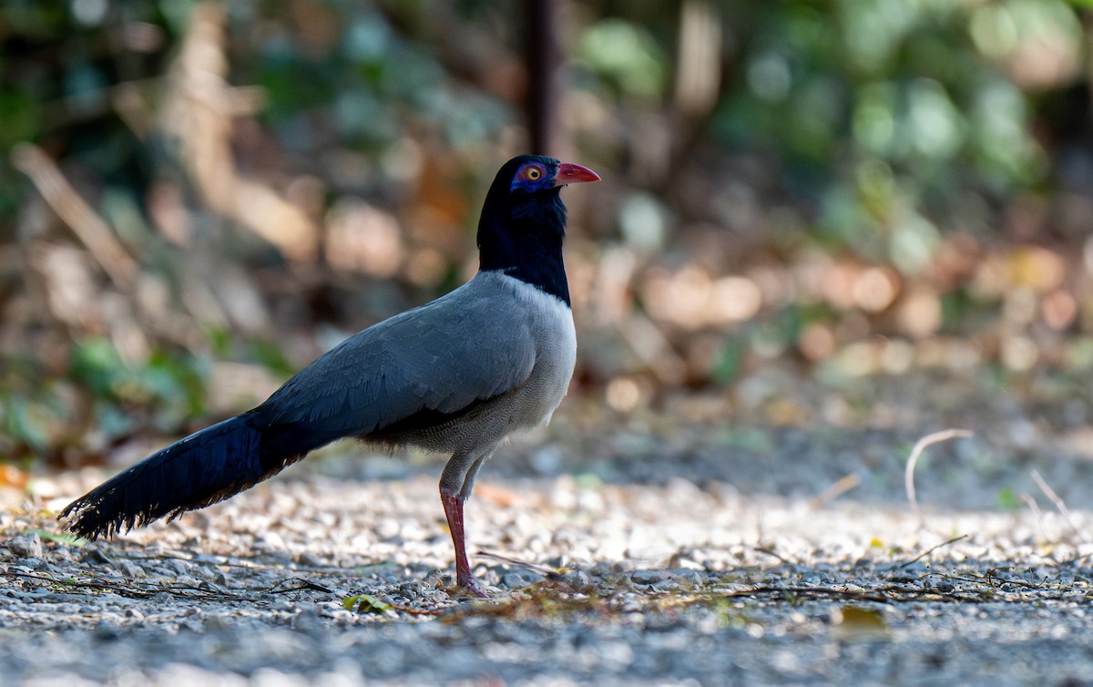 Cuco Terrestre de Indochina - ML654923072