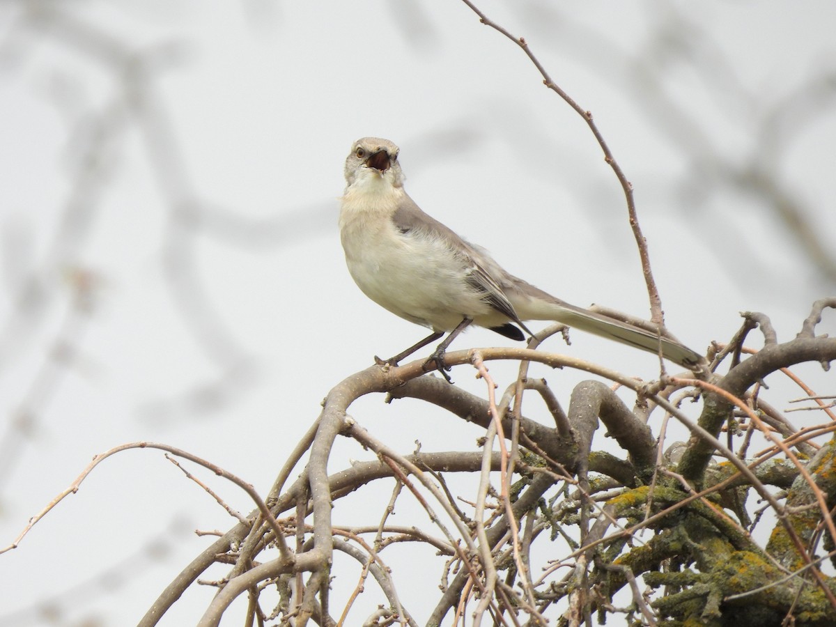 Sinsonte Norteño - ML654923177