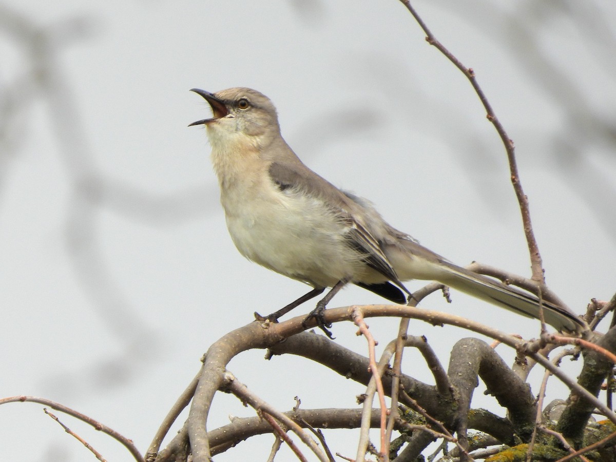 Sinsonte Norteño - ML654923184