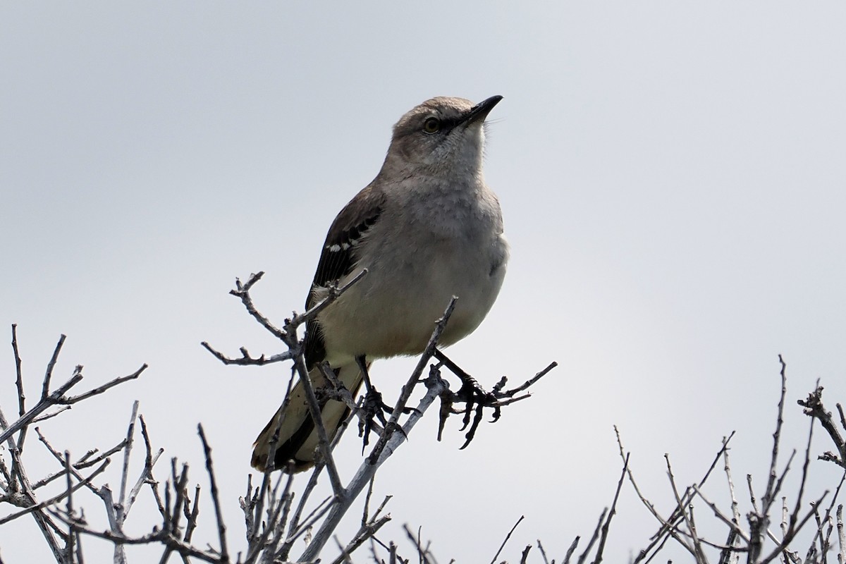 Sinsonte Norteño - ML654923274