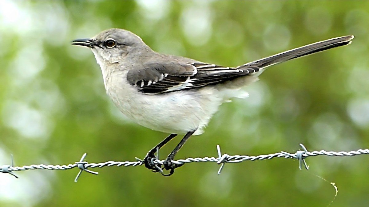 Sinsonte Norteño - ML654923595