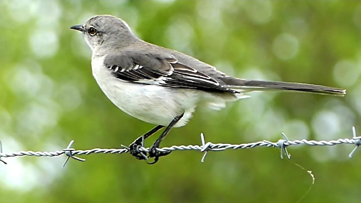 Sinsonte Norteño - ML654923596