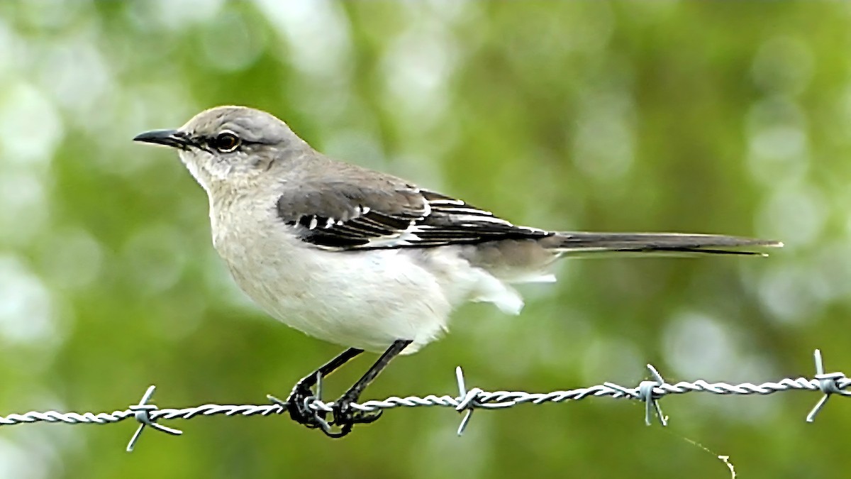 Sinsonte Norteño - ML654923597