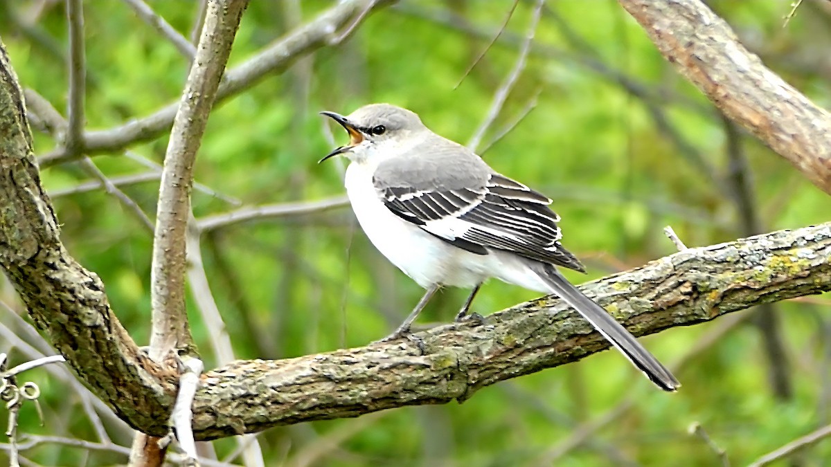 Sinsonte Norteño - ML654923598