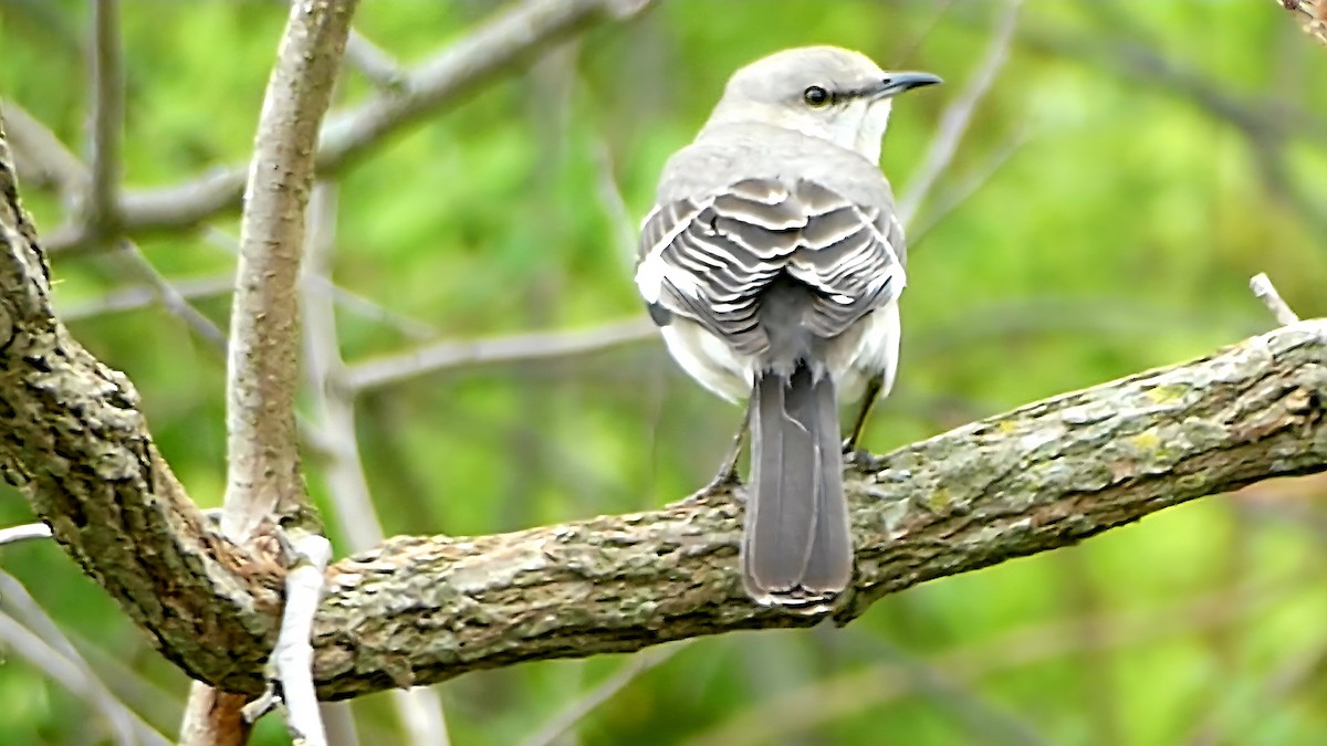 Sinsonte Norteño - ML654923599