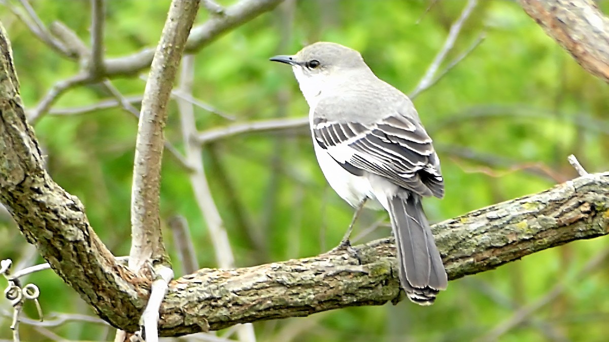 Sinsonte Norteño - ML654923600