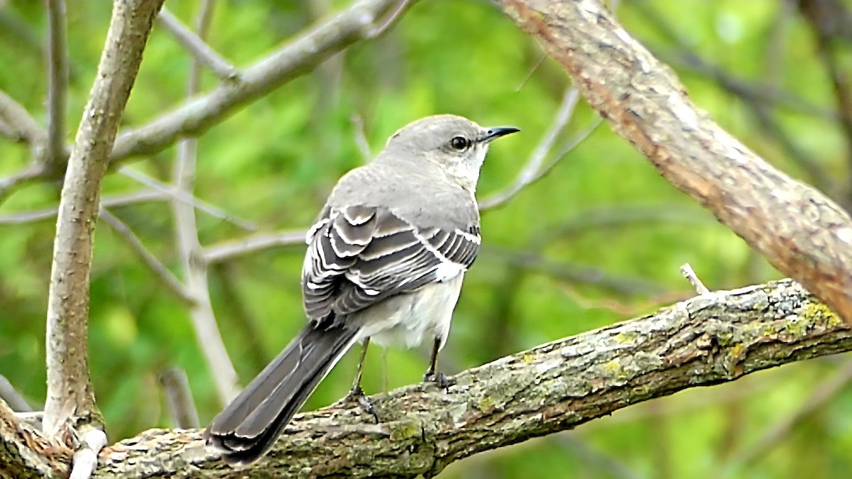 Sinsonte Norteño - ML654923601