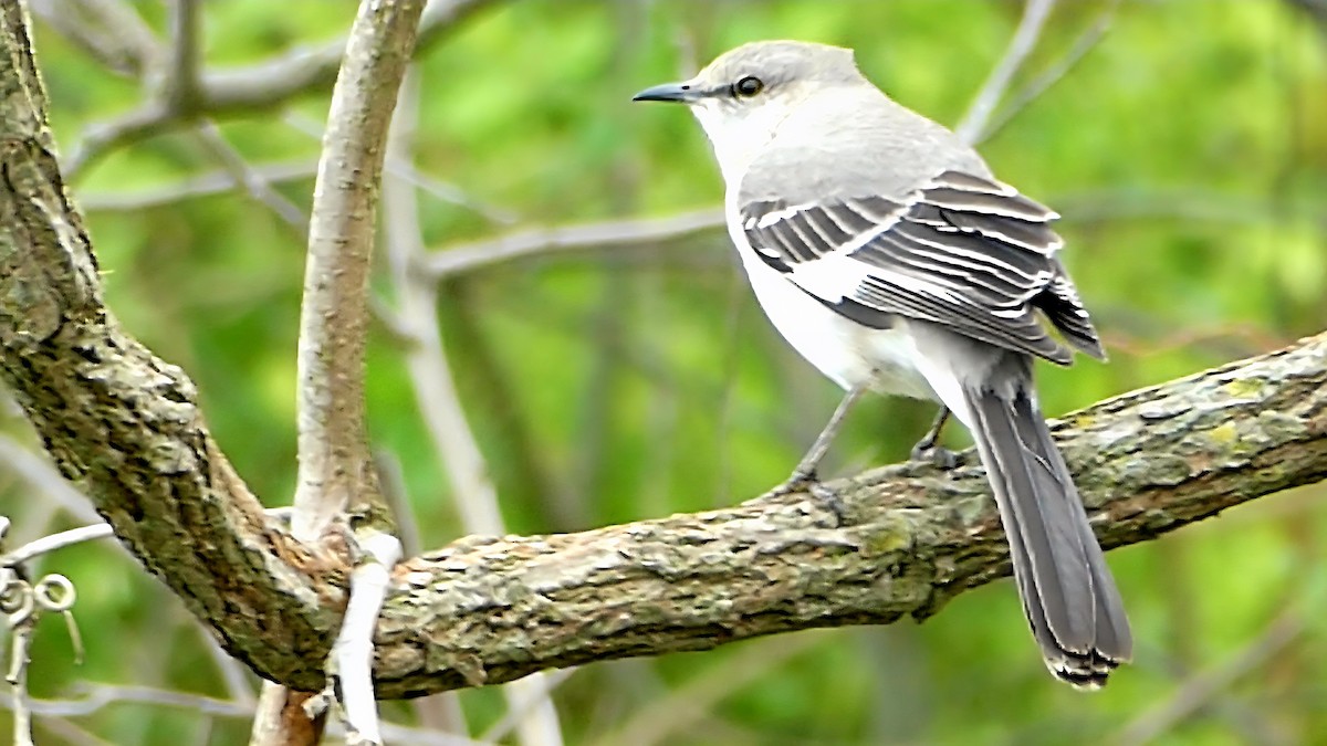 Sinsonte Norteño - ML654923602