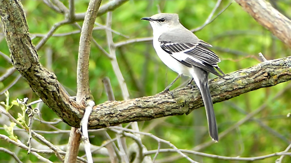 Sinsonte Norteño - ML654923603