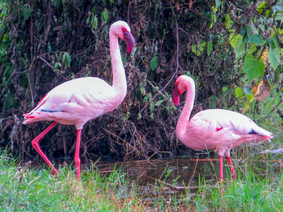 Lesser Flamingo - ML654924104