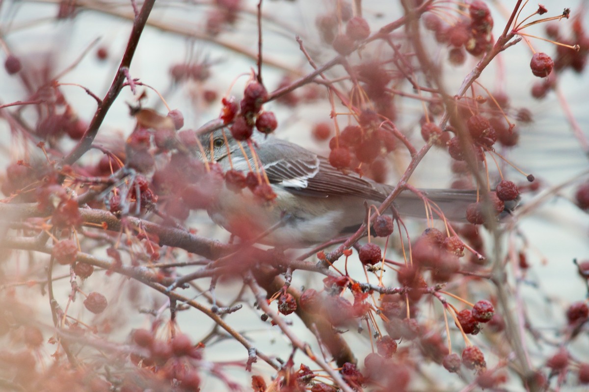 Sinsonte Norteño - ML654924860